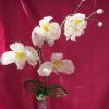 orchidee-blanche-grappe-30