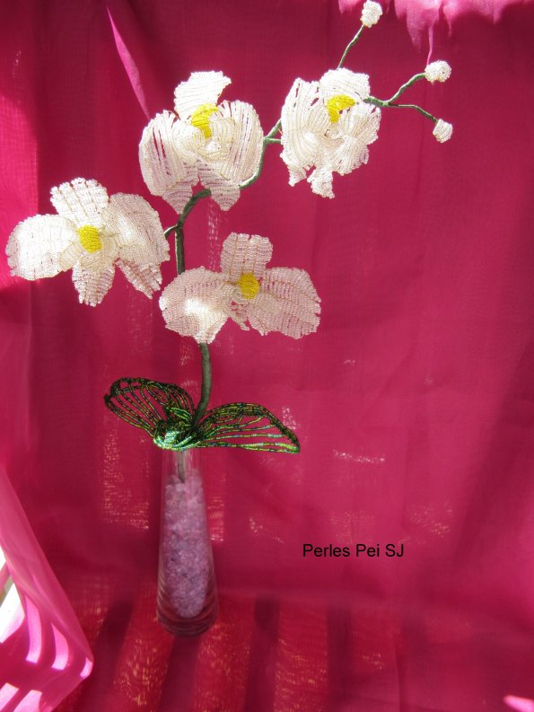 orchidee-blanche-grappe-38