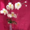 orchidee-blanche-grappe-39