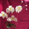orchidee-blanche-grappe-40