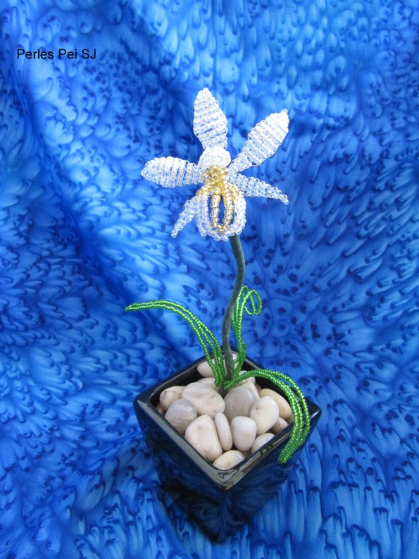orchidee-noel-24