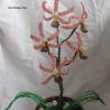 orchidee-suzie-1