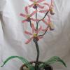 orchidee-suzie-5