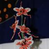 orchidee-tachete-orange