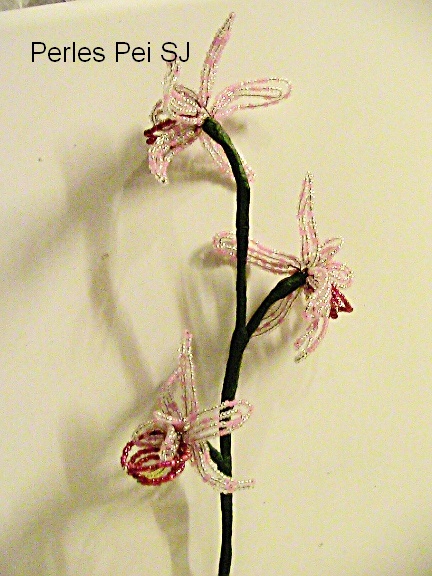 orchidee-rose-tachete8