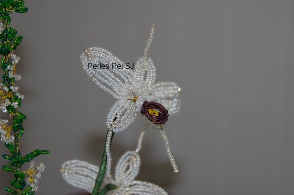 orchidee-blanche-violette