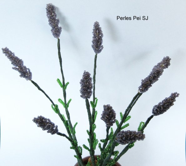 lavandes-en-pot-10