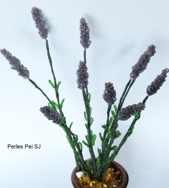 lavandes-en-pot-11