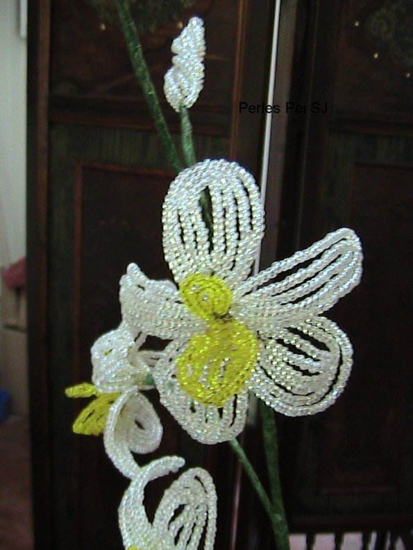 orchidee-blanche3