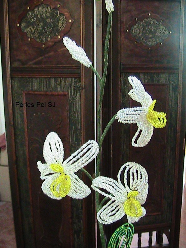 orchidee-blanche8