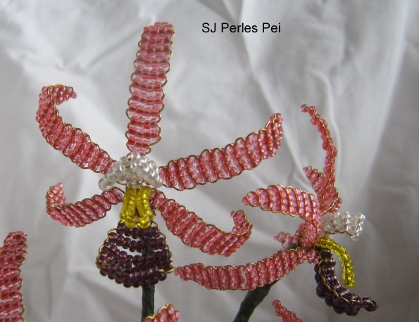 orchidee-suzie-2
